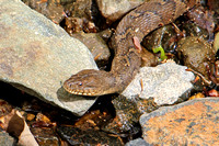 Patapsco Valley State Park (Spring, 2021), Catonsville