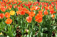 Guilford, Sherwood Gardens