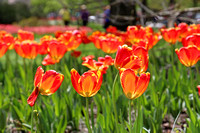 Guilford, Sherwood Gardens 2019