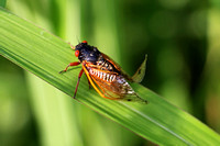 Cicadas of Spring 2021